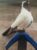 Moei koppel, Dieren en Toebehoren, Vogels | Duiven