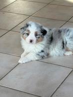 Australishe herder  pups, Dieren en Toebehoren, België, HCC (leverziekte), 8 tot 15 weken, Meerdere