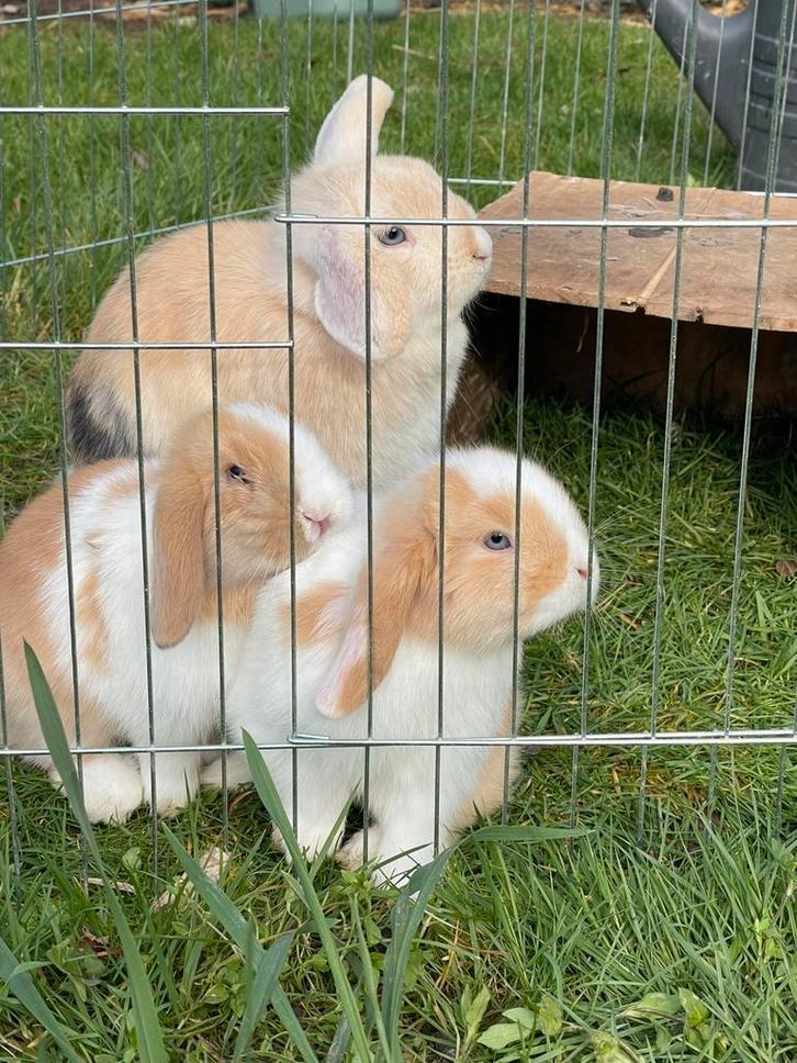 2 superschattige handtamme minilopjes, Animaux & Accessoires, Lapins, Petit, Femelle, 0 à 2 ans, Oreilles tombantes