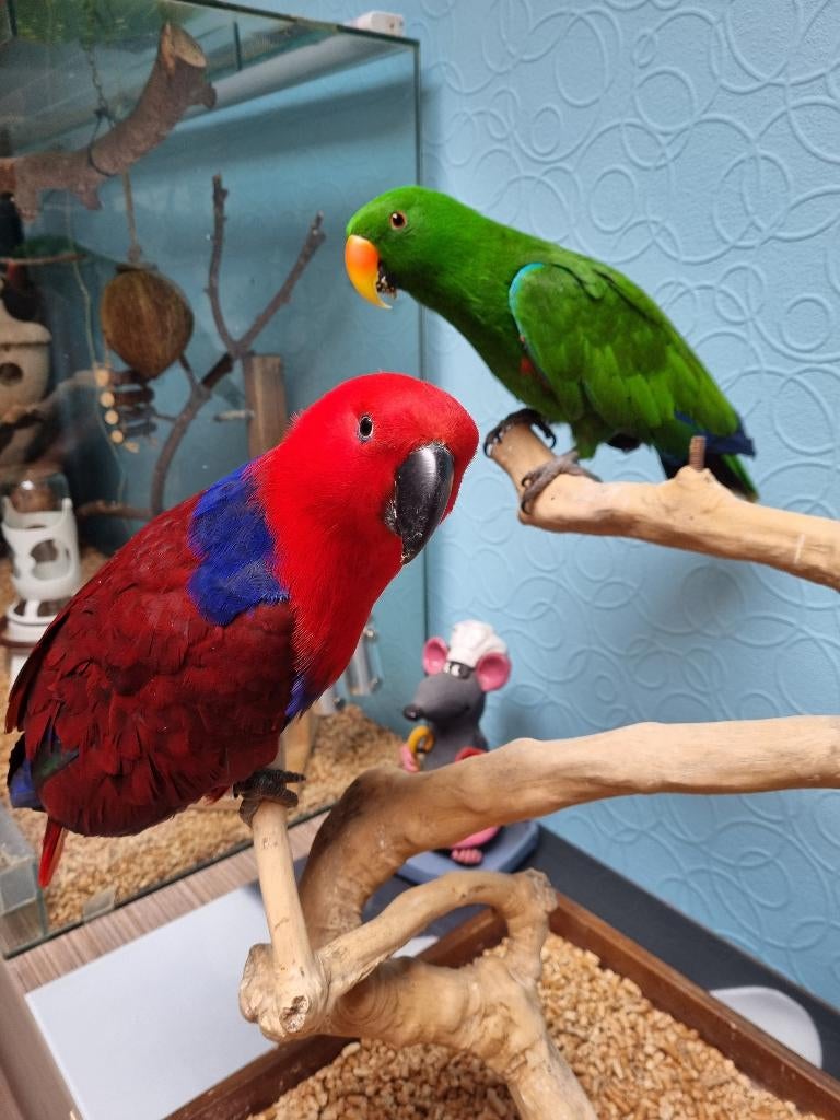 2 edel papagaaien pop en man, Meerdere dieren, Papegaai, Tam