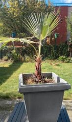 Palm in pot. Heel vitale plant., Tuin en Terras, Planten | Bomen, Ophalen, Winter, In pot