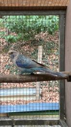 1-0 blauw pastel split opaline en zwart, Animaux & Accessoires, Oiseaux | Perruches & Perroquets, Mâle, Perruche, Bagué