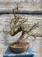 Yamadori Larix bonsai in training, Enlèvement, Moins de 100 cm