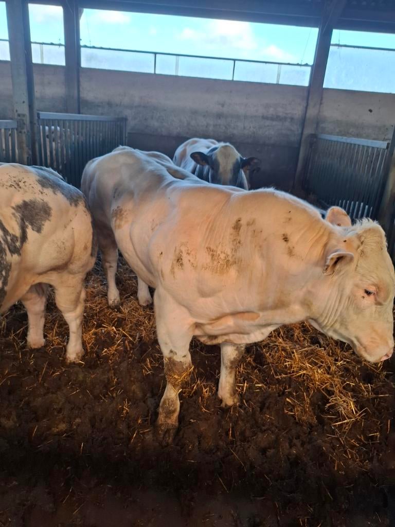 Stier wit blauw Novateur, Dieren en Toebehoren, Runderen, Mannelijk, 0 tot 2 jaar