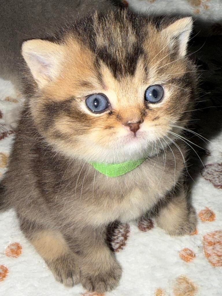 Brits korthaar kittens, Meerdere dieren, Gechipt, 0 tot 2 jaar