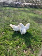 Antwerpse baardkriel hennen, Dieren en Toebehoren, Vrouwelijk, Kip