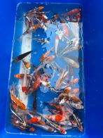 HQ import tosai mix 15-25cm, Dieren en Toebehoren, Karper of Koi
