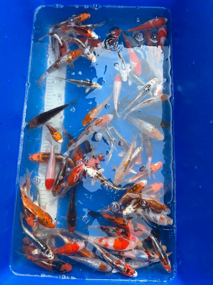 HQ import tosai mix 15-25cm, Dieren en Toebehoren, Vissen | Vijvervissen, Karper of Koi