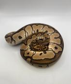 Python Regius nk 2025 clown 1.0, Dieren en Toebehoren, Slang, Tam, 0 tot 2 jaar