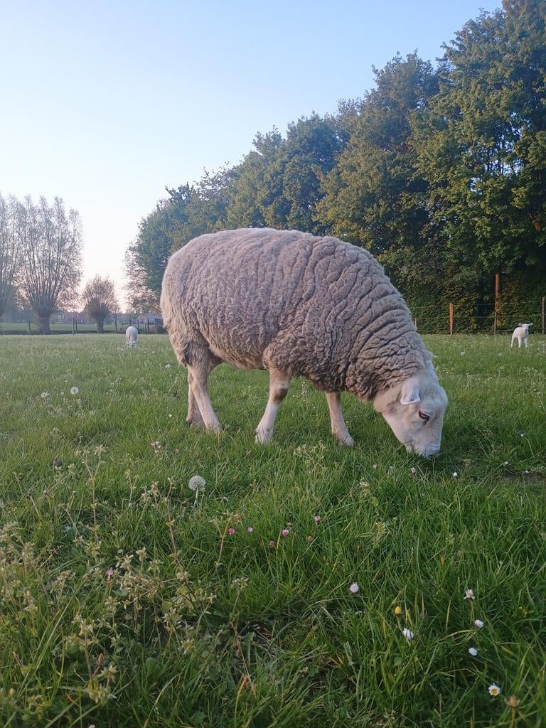 Handtam schaap te koop, ooi NIET voor de slacht, Dieren en Toebehoren, Schapen, Geiten en Varkens, Vrouwelijk, Schaap, 6 jaar of ouder