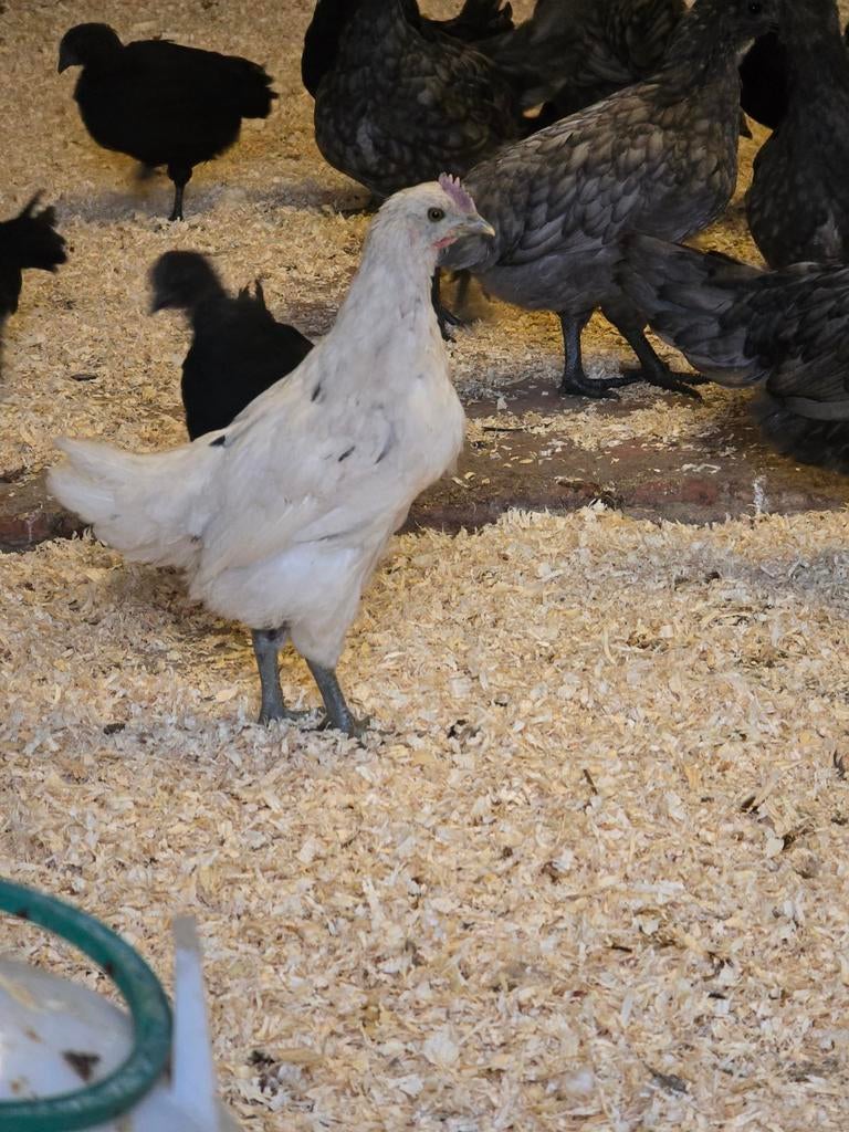 Kippen/kwartelkuikens en broedeieren, Dieren en Toebehoren