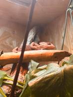 Jemen kameleon, Dieren en Toebehoren