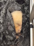 2 albino fretjes, Ophalen, Zo goed als nieuw