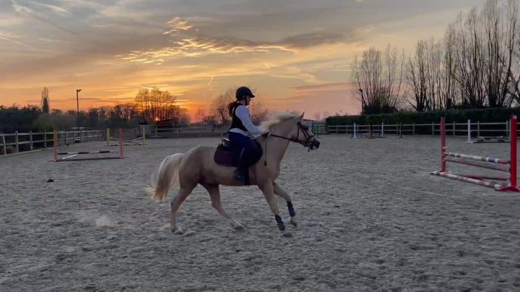Uitzonderlijke 3-jarige palomino sportpony hengst, Dieren en Toebehoren, Pony's, Hengst, B, C pony (1.27m tot 1.37m), Springpony