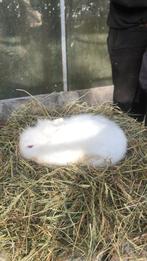 Dwerkonijn, Dieren en Toebehoren, Konijnen, Mannelijk, Dwerg, 0 tot 2 jaar