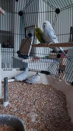 Jong koppel 2025 split groen man pop bonte blackface blauw, Dieren en Toebehoren, Vogels | Parkieten en Papegaaien