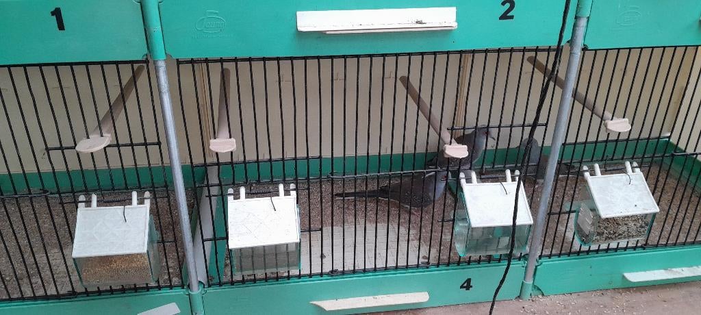 Vogels, Dieren en Toebehoren, Vogels | Parkieten en Papegaaien