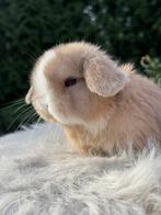 Minilop rammetje, Dieren en Toebehoren, Mannelijk, Klein, 0 tot 2 jaar