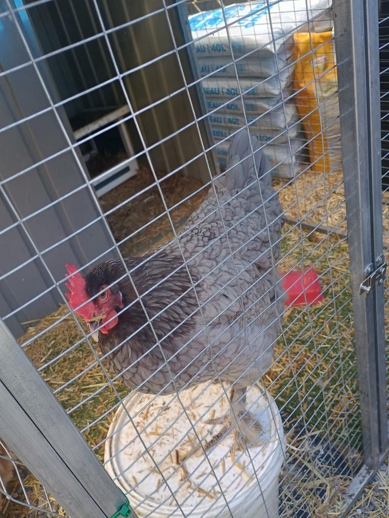 Legkippen, Enlèvement