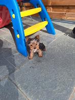 Mini Yorkshire terriër pups, Dieren en Toebehoren, België, 8 tot 15 weken, Meerdere, Fokker | Professioneel