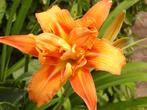 Hemerocallis 'Fulva Kwanso Plena' en andere, Tuin en Terras, Planten | Tuinplanten, Volle zon, Vaste plant, Zomer, Ophalen