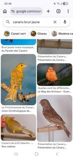 Canaris de couleurs, Plusieurs animaux, Oiseau chanteur sauvage