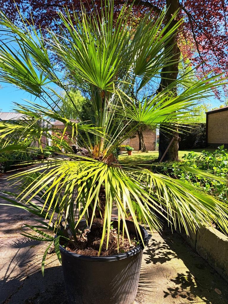 Ventilateurs à vendre, Jardin & Terrasse, Plantes | Arbres, Palmier, Enlèvement