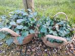 Mandje met klimop, Tuin en Terras, Planten | Tuinplanten, Ophalen