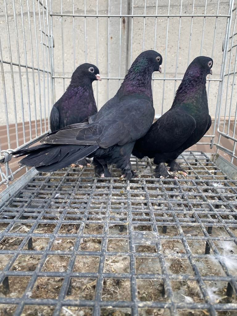 Takla kisa gaga arap