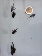 jonge L181 peppermint ancistrus variant - ruitenkuiser, Poisson, Poisson d'eau douce