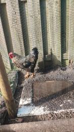 Mooie wyandotte haan, raszuiver, Dieren en Toebehoren, Pluimvee