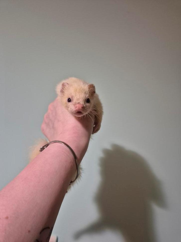 Mooi micro Dew fretje, Dieren en Toebehoren, Overige Dieren, Mannelijk, Mei