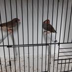 Kruisingen zebravink ceres, Dieren en Toebehoren