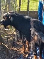 Gratis bokje van 1 jaar, Dieren en Toebehoren, Mannelijk