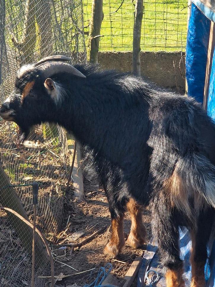 Gratis bokje van 1 jaar, Dieren en Toebehoren, Schapen, Geiten en Varkens, Mannelijk