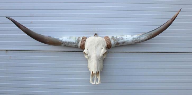 Grote schedel TEXAS STYLE LONGHORN 149 cm - ref. E, Collections, Collections Animaux, Neuf, Crâne, Animal de ferme, Enlèvement