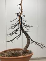 Bonsai larix yamadori, Tuin en Terras, Ophalen