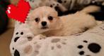 Fantastisch mooie langharige chihuahuatjes puppy's, Dieren en Toebehoren, Honden | Chihuahua's en Gezelschapshonden, België, Fokker | Hobbymatig