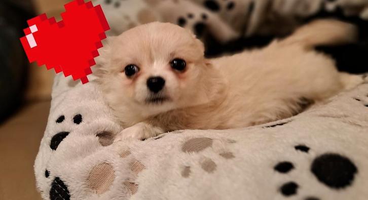 Fantastisch mooie langharige chihuahuatjes puppy's, Dieren en Toebehoren, Honden | Chihuahua's en Gezelschapshonden, Meerdere dieren