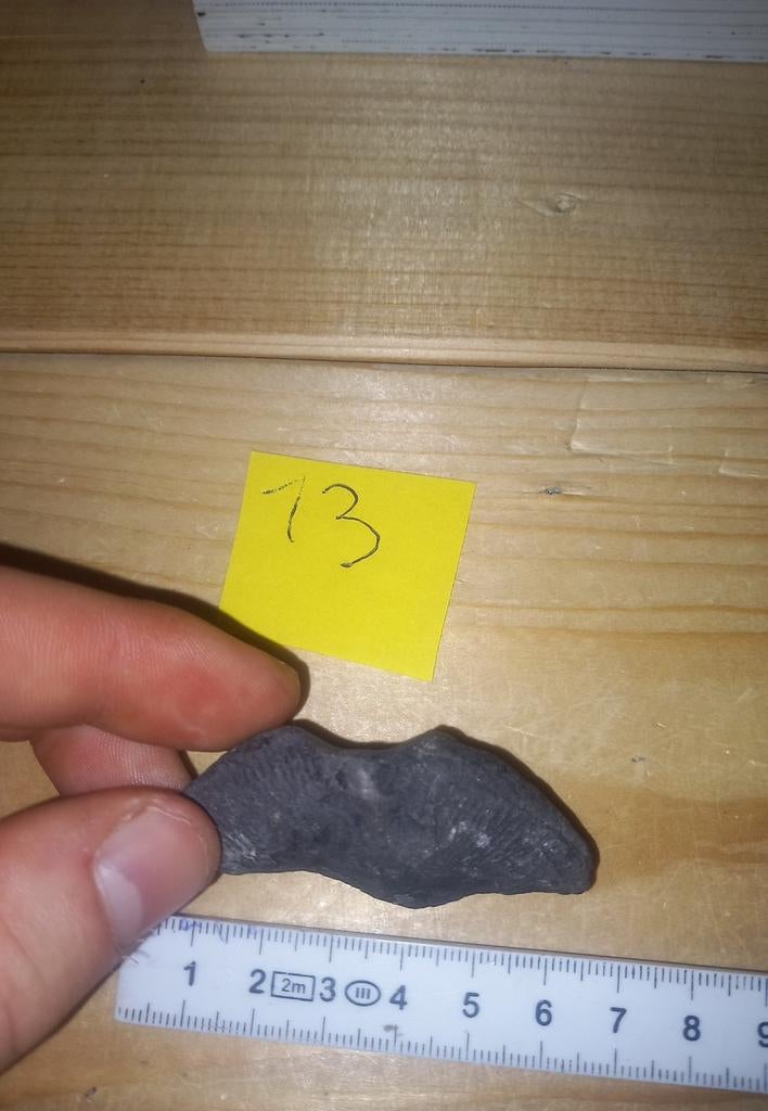 fossielen spiriferen (zoekertje 2), Verzamelen, Mineralen en Fossielen, Ophalen of Verzenden