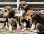 Chiots Beagle, Animaux & Accessoires, Beagle, Plusieurs, Parvovirose, Belgique