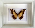 Zeldzame vlinderverzamelaar Morpho Rhetenor Helena vrouwelij, Verzamelen, Nieuw, Opgezet dier, Ophalen of Verzenden, Insect