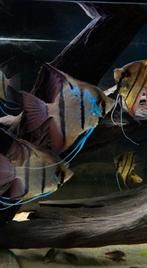 F1 Rio nanay scalaire/ maanvis, Dieren en Toebehoren, Vissen | Aquariumvissen, Vis