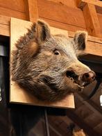 Taxidermie varkens kop, Antiek en Kunst, Ophalen of Verzenden