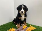 Berner Sennen pups, Dieren en Toebehoren, Honden | Bulldogs, Pinschers en Molossers, België, CDV (hondenziekte), Meerdere, Meerdere dieren