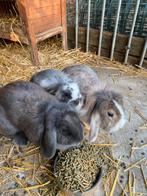 Hangoor Dwergkonijn, Dieren en Toebehoren, Hangoor