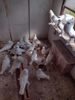 Gentse kroppers in verschillende kleuren te koop, Dieren en Toebehoren, Vogels | Duiven, Meerdere dieren, Kropper