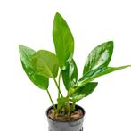 Anubias Hastifolia – Levendige Aquariumplant (10 cm), Enlèvement ou Envoi, Neuf, Plante(s), Pierre ou Bois