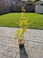 Acer palmatum - super mooie Japanese sunrise, Tuin en Terras, Ophalen