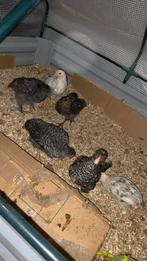Kippen  6 kuikens geven we gratis weg 2 maanden oud, Animaux & Accessoires, Oiseaux | Oiseaux Autre